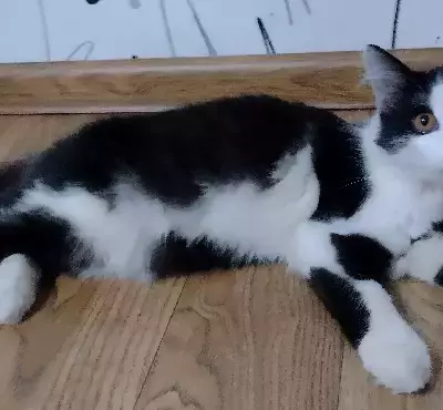 Найдена кошка на Титова 54 в Волгограде