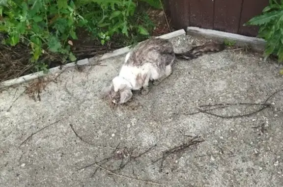 Найден домашний кот с серым ошейником на ул. Лянгузова, Казань
