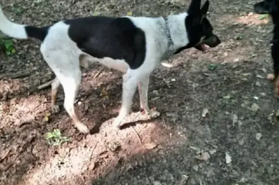 Найден пес в Северном Бутово, ул. Академика Глушко