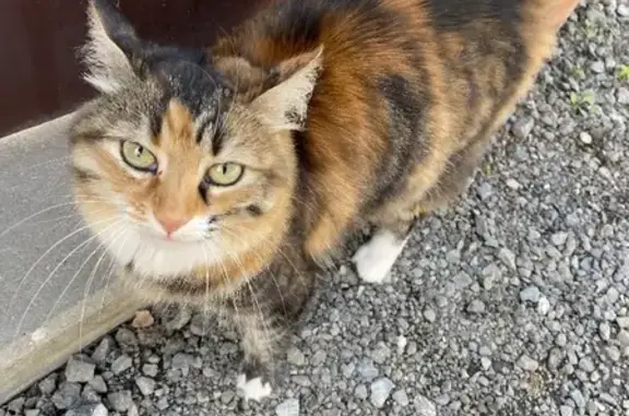 Найдена кошка на 3-й Воскресной, 22А в Ростове