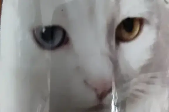 Потерянные животные Санкт-Петербург, фото: Пропала белая Ангорская кошка на Сиреневом бульваре, 8 к1