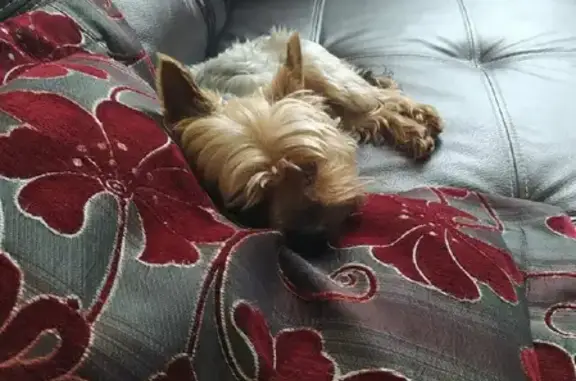 Собаки потеряшки, Армавир, фото: Потеряшка собака на Сюрпризном проезде, 12 в Армавире