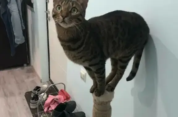 Объявления о пропавших и найденных животных, Волгоград, фото: Пропала кошка Тор на ул. Космонавтов 39А