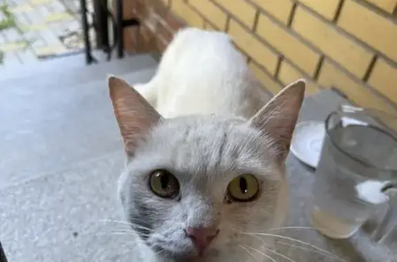 Потерянный белый кот на Калиновой улице, Ижевск