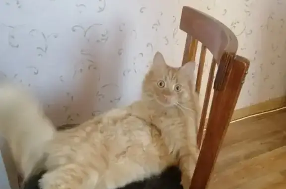 Кошки потеряшки, Великий Новгород, фото: Потеряшка кошка без ошейника в Великом Новгороде на улице Менделеева