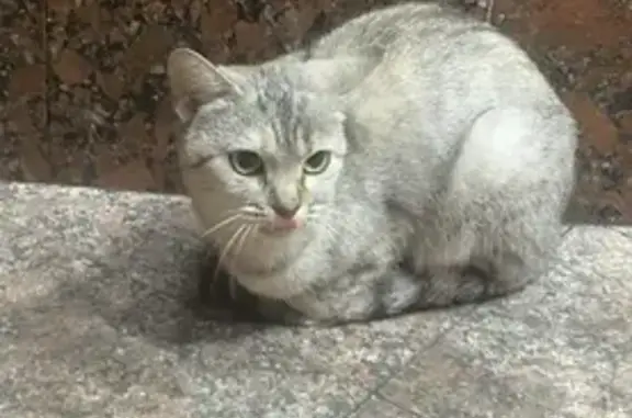 Найдена кошка в Старом Осколе на ул. 60