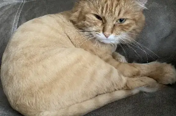 Пропала кошка Сеня, 20 лет Победы, 61, Верхотурье
