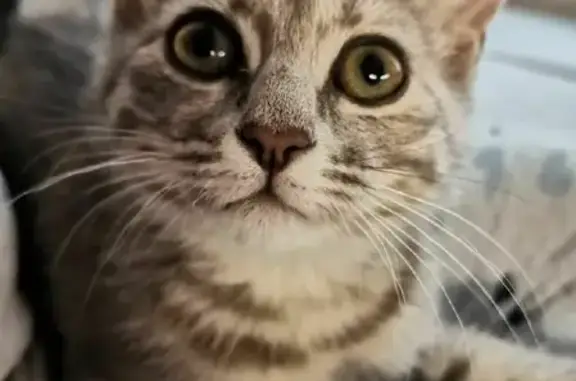 Кошки потеряшки, Казань, фото: Потеряшка кошка на ул. Вагапова 29, вознаграждение!