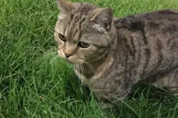 Найдена кошка на Бульваре Веласкеса 2, ищем хозяев