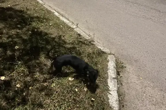 Пропала собака на ул. Н. Островского, 113