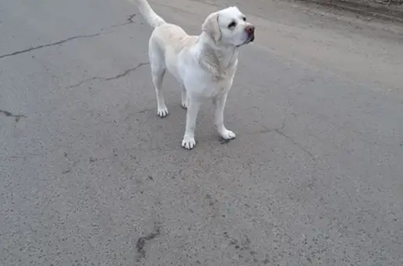 Пропала собака Лабрадор на улице Яковлева, 1Б, Мичуринск