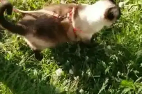 Кошки потеряшки, Набережные Челны, фото: Потеряшка кошка Сима в Набережных Челнах (52/07-52/10)