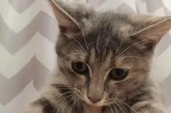 Кошки потеряшки, Казань, фото: Потеряшка кошка на ул. Вагапова 29