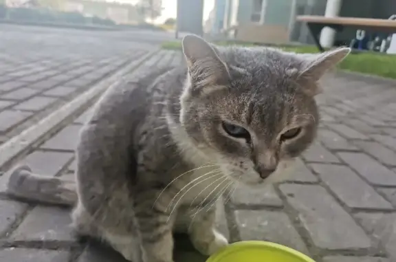Найдена кошка на улице Революции 21Б