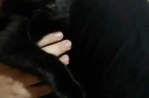 Кошки потеряшки, Казань, фото: Потеряшка черная кошка, ул. Батыршина 25, Казань