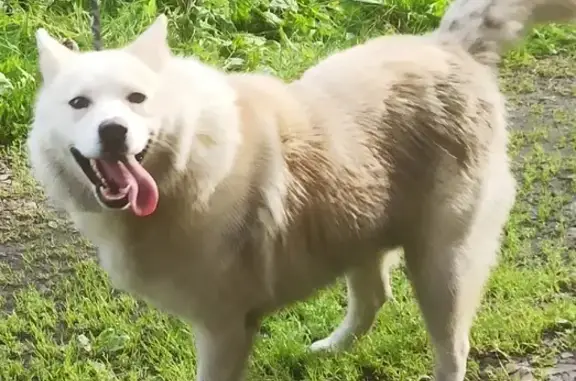 Найдена собака, Барканово, фото: Найдена собака на ст. Бубяково, ищем хозяев