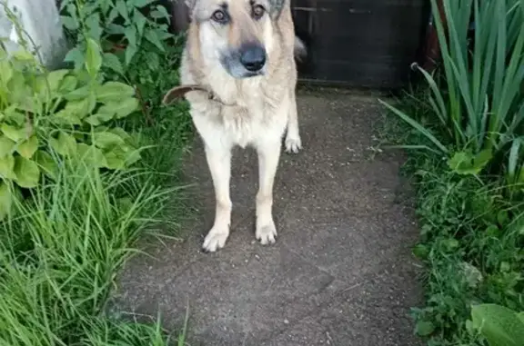 Найдена собака, Ширяево, фото: Найдена контактная собака в Ширяево, Московская область