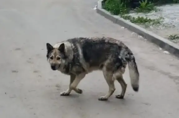 Пропала собака Кузя по адресу проспект Дзержинского, 140, Новосибирск.