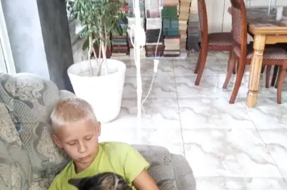 Кошки потеряшки, Краснодар, фото: Потеряшка кошка на проезде А. Матросова, 57, Краснодар