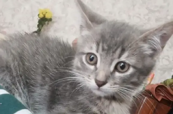 Найдена кошка на улице Шамиля Усманова, 23 в Казани