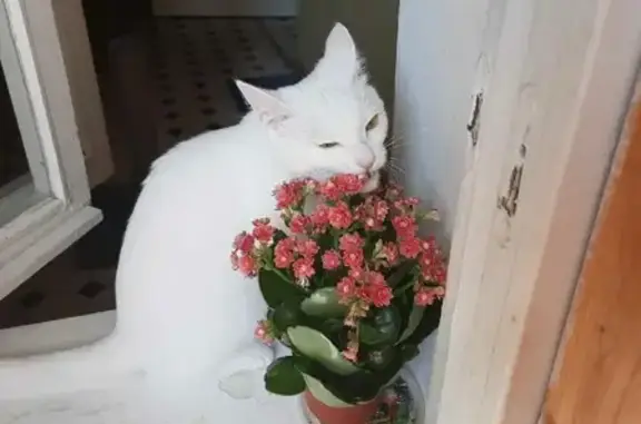 Кошки потеряшки, Санкт-Петербург, фото: Потеряшка белая кошка на улице Матроса Железняка, СПб