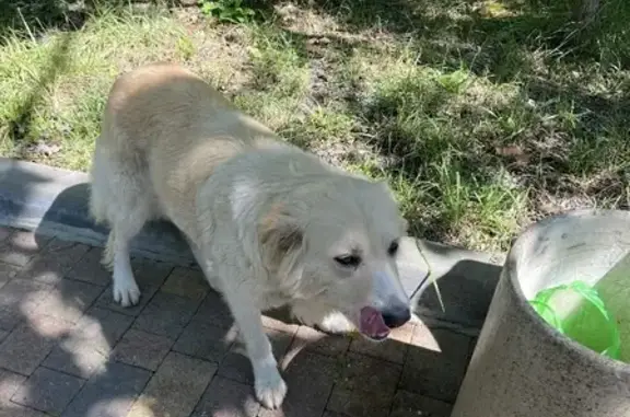 Найдена бежевая собака в районе Челтенхема, Сочи