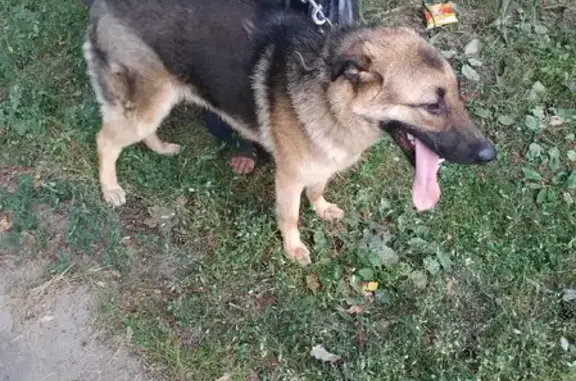 Найден пёс Риччи на Егорьевском шоссе