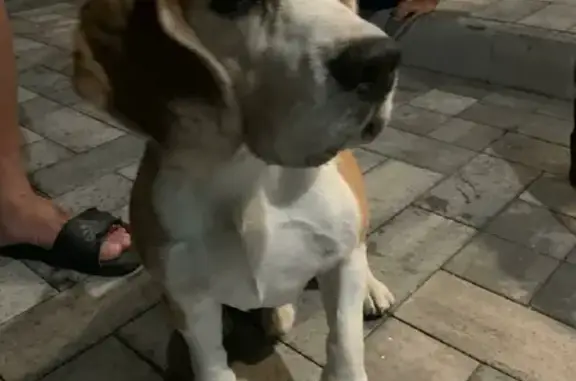 Собака с ошейником на переулке Расковой, Ростов-на-Дону