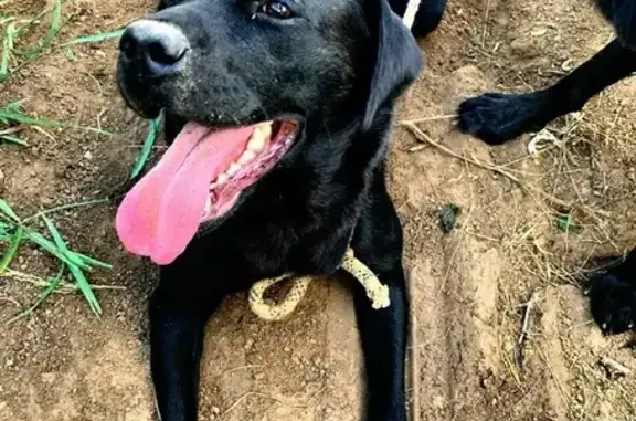 Найдена породистая собака в Бужарово, ищет дом в Истре