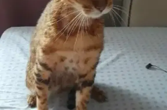 Пропала кошка Бенгал в Иглино, Башкортостан