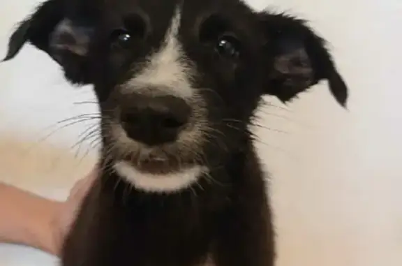 Найдена собака, Ростов-на-Дону, фото: Найден мальчик-метис на Будённовском проспекте, Ростов-на-Дону