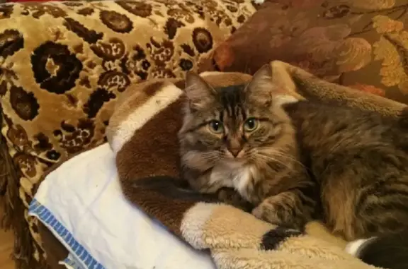 Кошки потеряшки, Москва, фото: Потеряшка кошка Маркиза в СНТ 