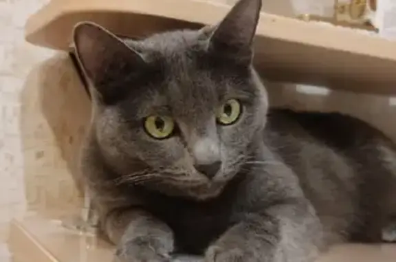 Кошки потеряшки, Ульяновск, фото: Потеряшка кошка Муся на ул. Минаева, 5 в Ульяновске