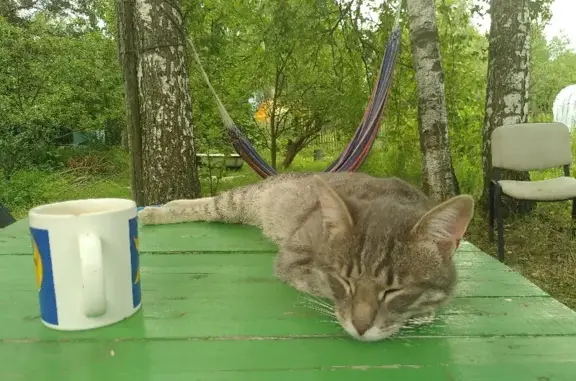 Пропала кошка с дачного участка в Егорьевске
