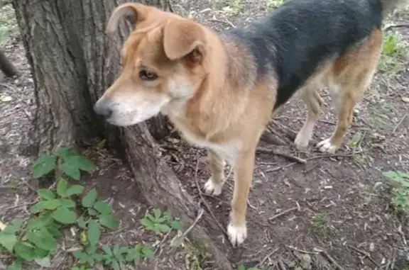 Найдена рыжая собака на Зелёном переулке