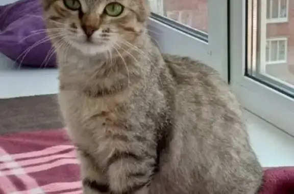 Пропала кошка на СНТ Водитель в Удмуртии