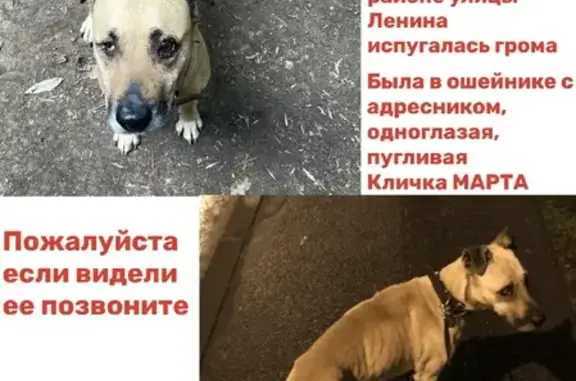 Пропала собака Марта, ул. Ленина, 9, Химки