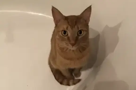 Кошки потеряшки, Ульяновск, фото: Потеряшка кот Татоша на пр. Врача Сурова 9