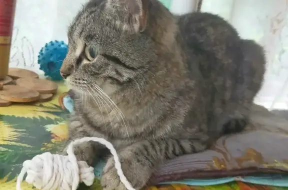 Объявления о пропавших и найденных животных, Евсеево, фото: Найдена кошка около магазина 46К-7302, Евсеево