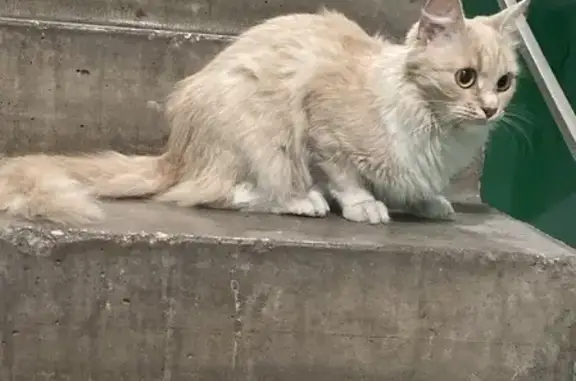 Найдена кошка на Задонском проезде, Москва