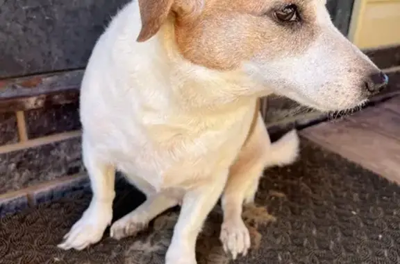 Найдена собака возраста, прибившаяся к дому в Ящерово