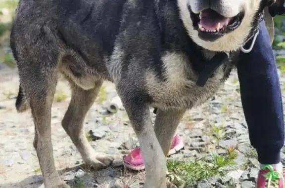 Пропала собака КУНАК в Лабытнанги, нужна помощь 🆘