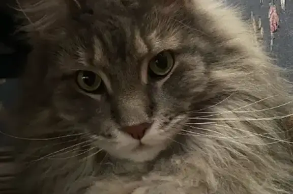 Кошки потеряшки, Металлплощадка, фото: Потеряшка кошка на Набережной, серый мейнкун