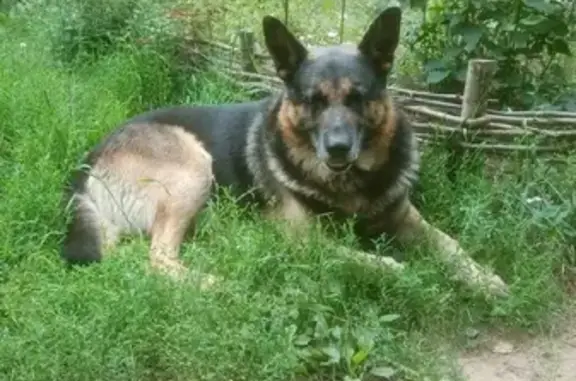 Найдена собака Немецкая овчарка в Куйвозовском сельском поселении.