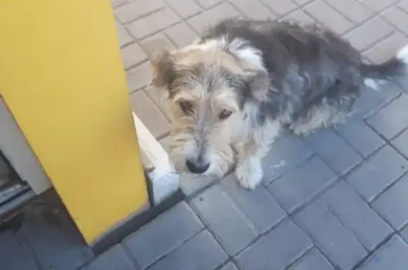 Собака найдена на АЗС в Ростове, ищет хозяина.