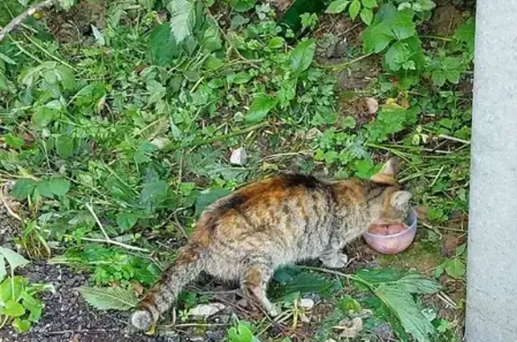 Найдена кошка в лесу у Внуково и Одинцово