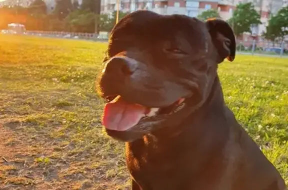 Потерянные животные Санкт-Петербург, фото: Пропала собака Веста на Светлановском проспекте