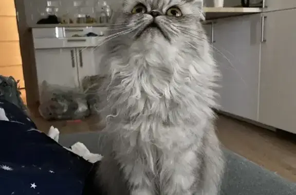 Кошки потеряшки, Санкт-Петербург, фото: Потеряшка шотландская кошка Боня на Комендантском проспекте (30 к2)