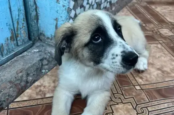 Найден щенок в Новокузнецке