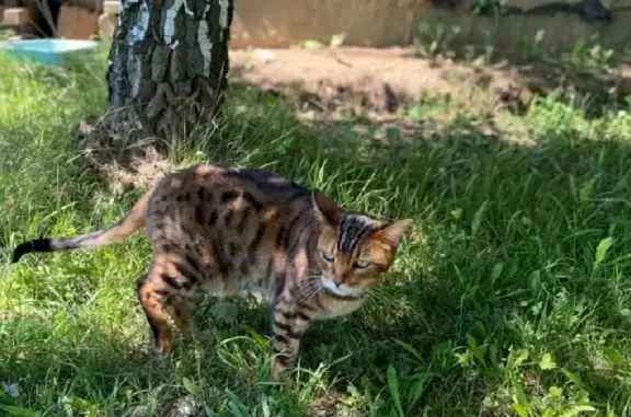 Кошки потеряшки, Москва, фото: Потеряшка бенгальский кот в Кореньково, МО: 89035255265